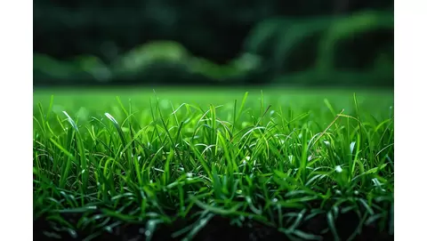 Maximize Bermuda Grass growth: The best fertilizers for a thriving lawn