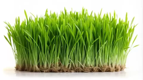 Choosing the best grass seed for a beautiful, resilient lawn