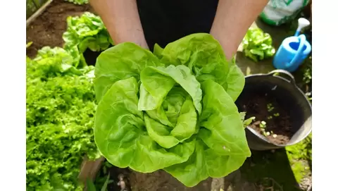 How to grow lettuce: Your guide to fresh greens from seed to harvest