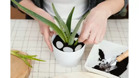 Aloe propagation: How to grow new aloe plants from pups and leaves