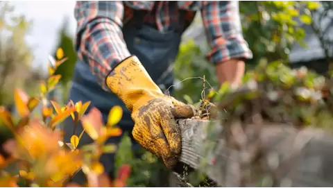 Preparing your lawn for winter: The best fall fertilizers to use