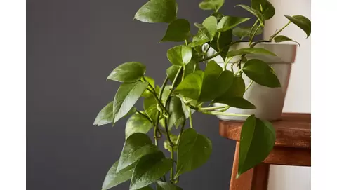 Propagating Pothos: Simple methods for growing new plants from cuttings