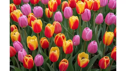 How to plant Tulip Bulbs for a gorgeous spring display: Timing and techniques