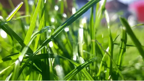 The Best Fertilizers to Keep Your St. Augustine Grass Lush and Green