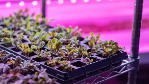 Hydroponic Lighting