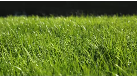 How to Make Your Grass Thicker: Proven Tips for a Dense, Green Lawn