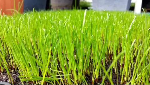 The Complete Guide to Bermuda Grass Seed: Tips for a Hardy, Low-Maintenance Lawn