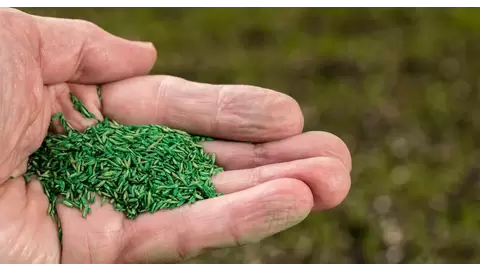 Fescue Grass Seed Guide: Choosing the Right Variety for Your Climate