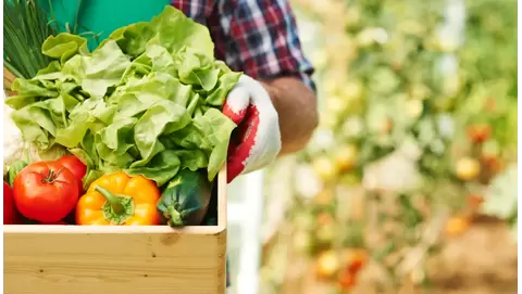 Top Organic Fertilizers for Thriving Vegetable Gardens