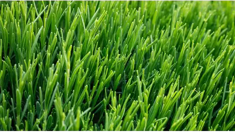 Creeping Bentgrass Seed: Perfecting Your Lawn and Golf Greens