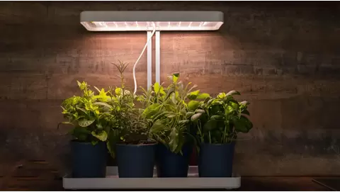 LED Grow Lights: Choosing the Best Option for Indoor Plants