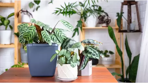 High-Yield Indoor Plants: Top Choices for Maximum Growth