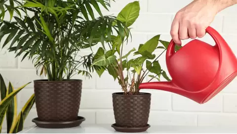 Automate Your Watering: Best Indoor Plant Watering Systems