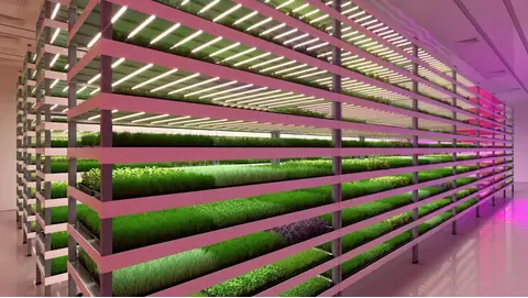 Vertical Farming: Innovative Ideas for Small Spaces