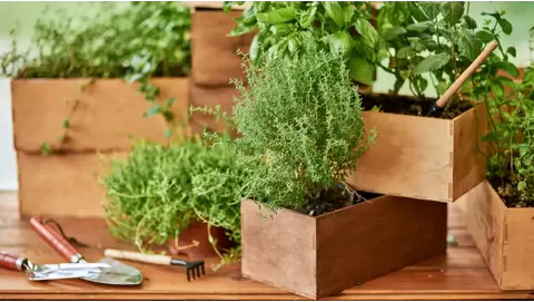 Best Herbs to Grow Indoors: Year-Round Freshness