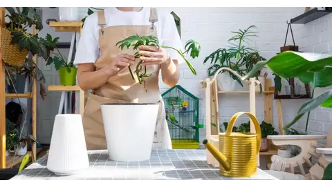 Indoor Garden Kits for Easy, Year-Round Growing