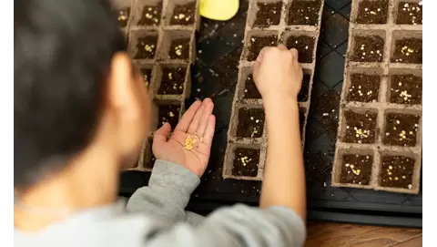 DIY Seed Starting: Grow Your Garden from Scratch