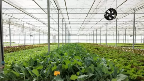 clean air solutions for growers