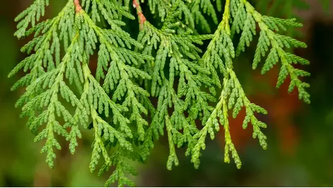 Arborvitae: The Perfect Tree for Privacy & Style