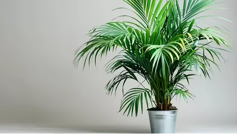 Majesty Palm Care: Tropical Elegance for Any Space