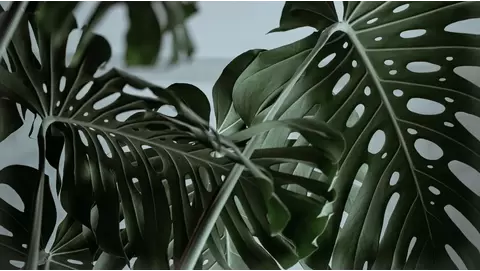 Thai Constellation Monstera: A Guide to Rare Plant Care