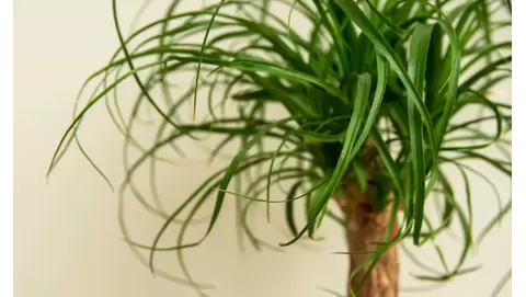 Ponytail Palm Care: A Low-Maintenance Indoor Delight