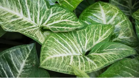 Arrowhead Plant Care: Tips for a Thriving Indoor Vine