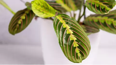 Prayer Plant Care Guide: How to Grow and Keep Them Thriving