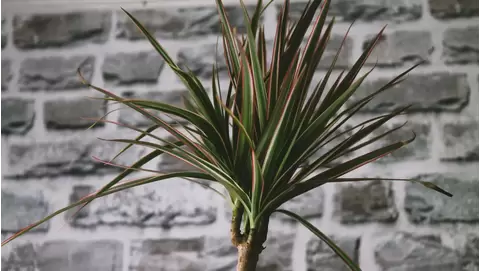 Yucca Plant Care: Grow This Bold, Low-Maintenance Plant