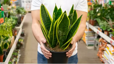 Sansevieria Care: The Ideal Plant for Beginners