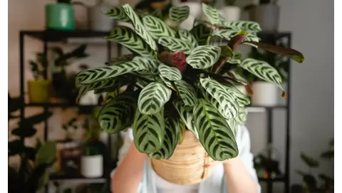 Dieffenbachia Care 101: How to Grow Dumb Cane Plants