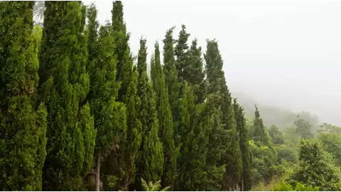 Ultimate Guide to Cypress Trees for Your Landscape