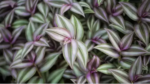 Growing & Caring for the Wandering Jew Plant: A Complete Guide