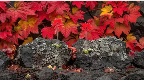 Using lava rocks for garden drainage and decoration