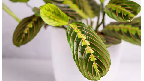 Calathea Care Guide: How to Grow Stunning Foliage Indoors