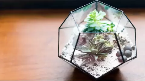 Best terrarium plants for a self-sustaining mini garden