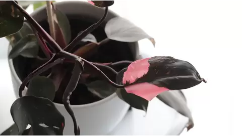 Philodendron Pink Princess Care: Growing a Rare Beauty