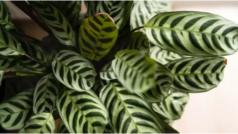 Zebra Plant care guide: Keeping it healthy indoors