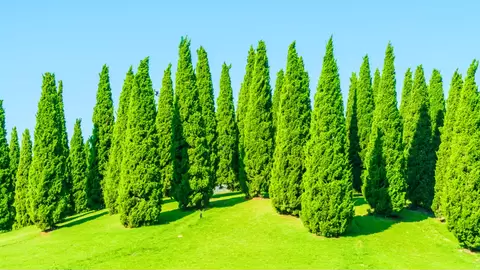 Top Privacy Trees to Create a Natural Barrier