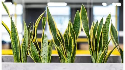 Dracaena Trifasciata Care: Snake Plant Essentials