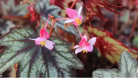 Growing Angel Wing Begonias: Care Tips for Stunning Blooms