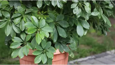 Dwarf umbrella tree Care: How to grow schefflera indoors