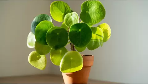 Pilea peperomioides care: Growing the chinese money plant