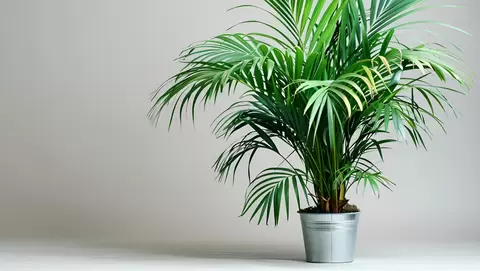 Windmill palm care guide: A cold-hardy tropical tree