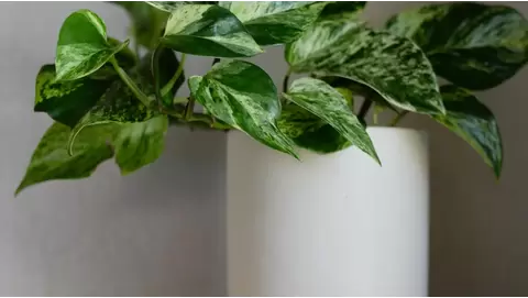 Marble queen pothos: Easy care for a stunning houseplant