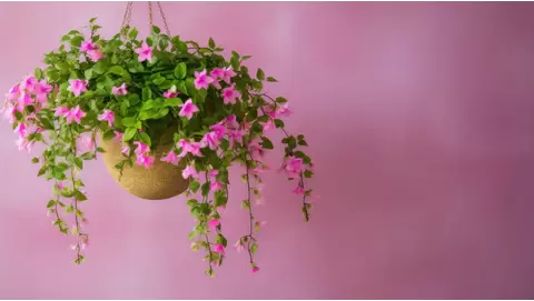 Top plants for gorgeous hanging baskets all year