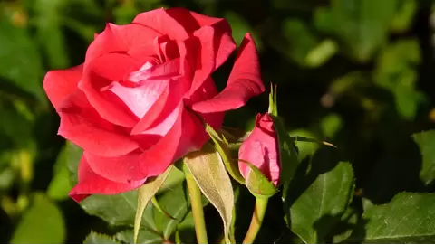 Knock out roses: Easy-care roses for long-lasting blooms