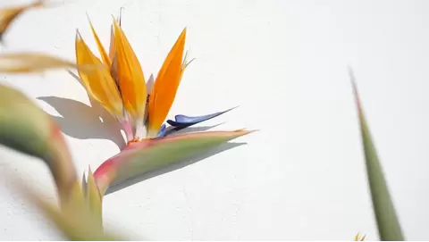 White Bird of Paradise Care: Tropical Elegance for Your Space