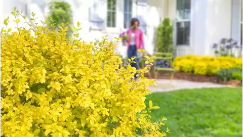 Sunshine Ligustrum Care: Add Vibrancy to Your Landscape