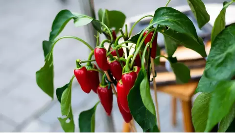 How to grow sweet and spicy peppers at home